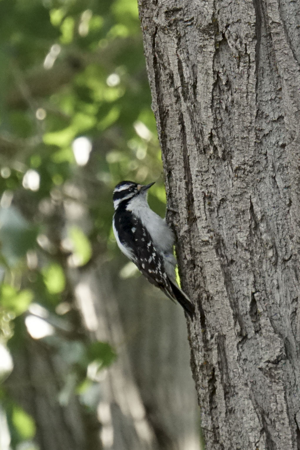 A downy woodpecker on the side of a tree